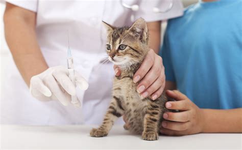 Cats typically sleep so much of the day for a good reason. Do Cats Need All of These Vaccines?