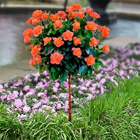 Amber Sunblaze Miniature Rose Tree For Sale The Tree Center