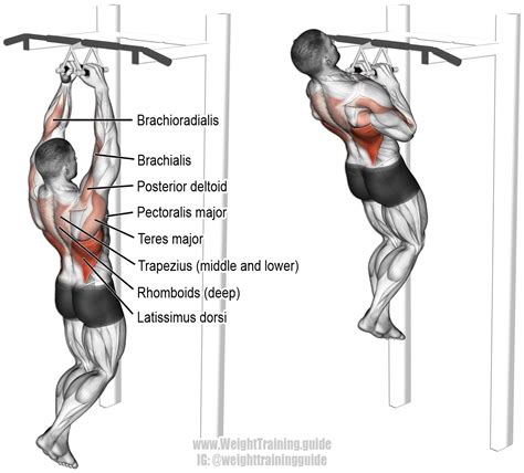 Close Neutral Grip Pull Up A Compound Pull Exercise Muscles Worked Latissimus Dorsi