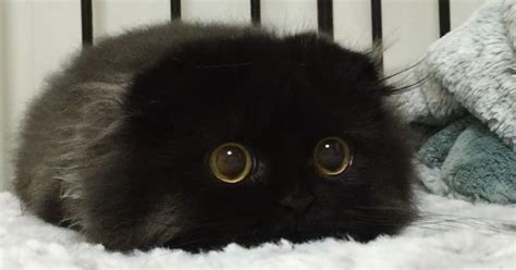 Meet Gimo The Cat With The Biggest Eyes Ever Viral Novelty