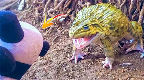 Cute Funny Bullfrog Funny Bullfrog Sound Video Youtube