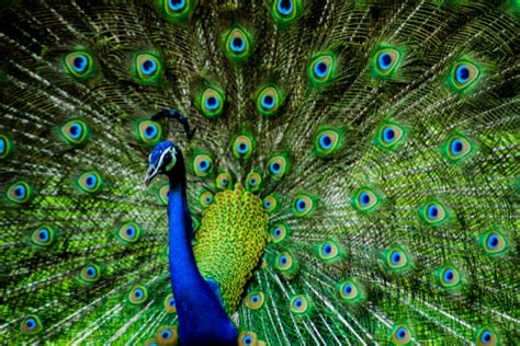 Peacock Facts And Beyond Biology Dictionary