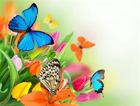 Spring Butterfly Desktop Wallpapers Top Free Spring Butterfly Desktop