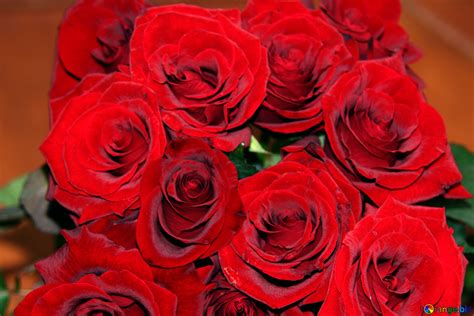Rot Rosen Blumenstrauß Kostenloses Bild № 1423