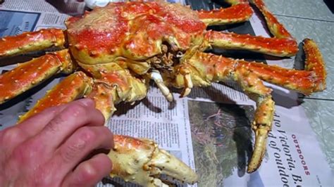 Each one has a large amount of meat so you can serve the entire crab or just the crab legs. Alaskan King Crab display specimen- 2 of 3 - YouTube