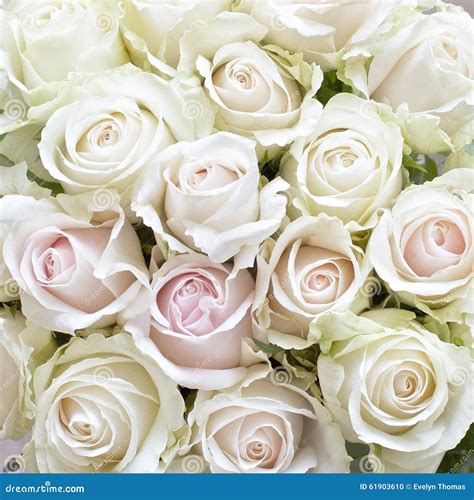 Pink Roses In Bridal Bouquet Royalty Free Stock Photo Cartoondealer