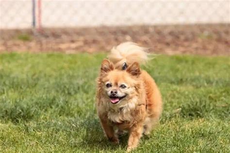 Pomeranian Chihuahua Mix Pomchi Physical Look Lifespan And Temperament
