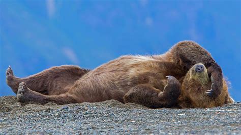 Grizzly Bear Cub Relaxing Lake Clark National Park Alaska Usa