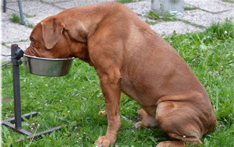 There is a reason bully max high performance is one of the best dog foods for weight gain lists. Best Dog Food for Weight Gain (2020)
