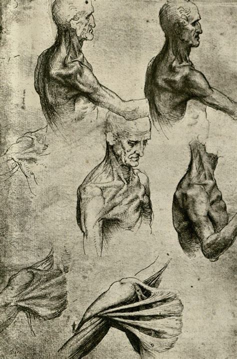 Da Vinci Figure Drawings Leonardo Da Vinci Drawings Bodaqwasuaq