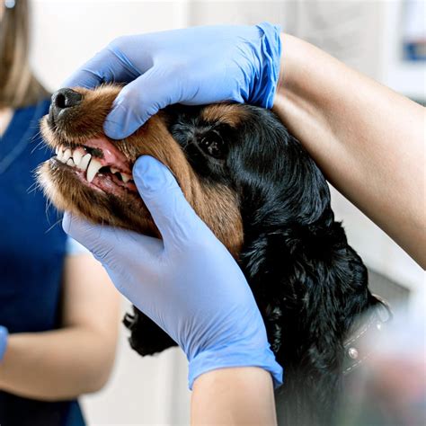 Pet Dental Care And Surgery Veterinary Dentist In Hopkinsville