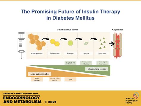 The Promising Future Of Insulin Therapy In Diabetes Mellitus American Journal Of Physiology