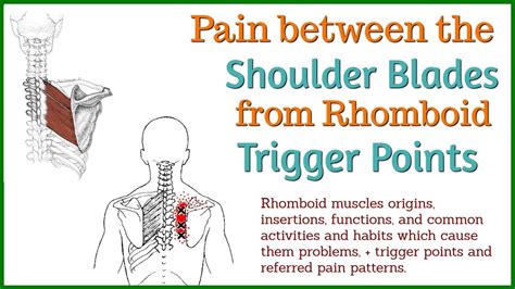 Experiencing Nagging Pain Between Your Shoulder Blades Could Be The Rhomboids Youtube