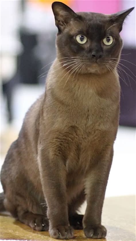 The Burmese Cat Cat Breeds Encyclopedia