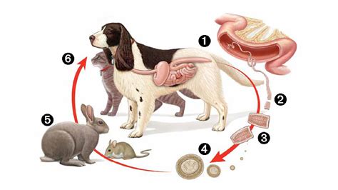 Tapeworm Lifecycle In Dogs