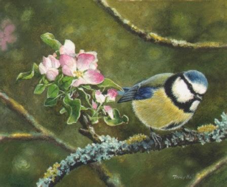 Bluetit And Apple Blossom