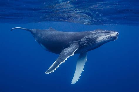 Humpback Whale Calf Underwater Animals Underwater Creatures Ocean