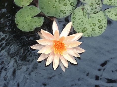 Water Lily In Shenzhen Tumbex