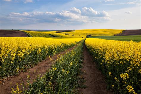 Beautiful Yellow Field Landscape By Nick Khoroshkov On 500px Yellow