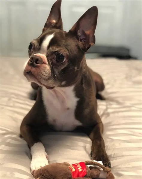 25 Of The Cutest Pictures Of Brown Boston Terrier Dogs The Paws