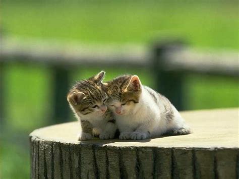 Beautiful Couple Cat Photos