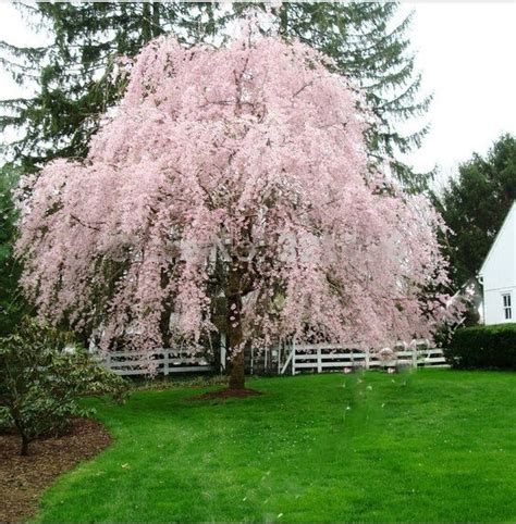 20 Pink Fountain Weeping Cherry Tree Seeds Diy Home Garden