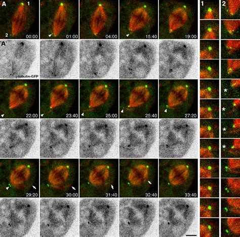 Live Cell Imaging Of ␥ Tubulin And Spindle Microtubules After Dsas 4