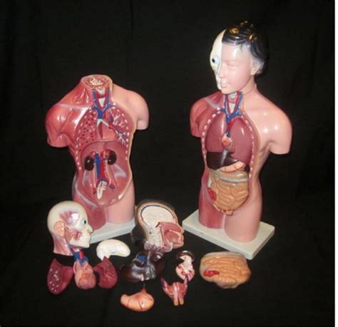 View the range offered at mentone educational today. Human Torso Body Anatomy Model Heart Brain Skeleton ...