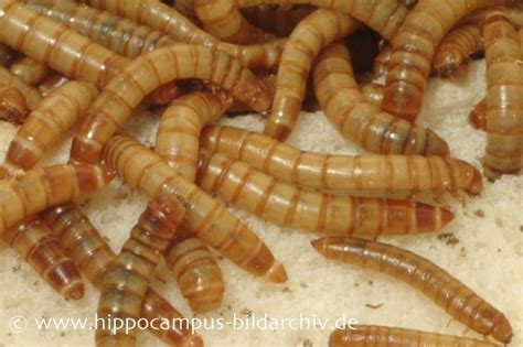 Viele nager benötigen tierisches eiweiß. Mehlwürmern „Tenebrio molitor" (100 g) kaufen