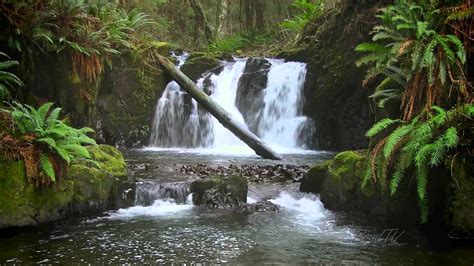 Relaxing Water Stream Jungle Sounds Rainforest Nature