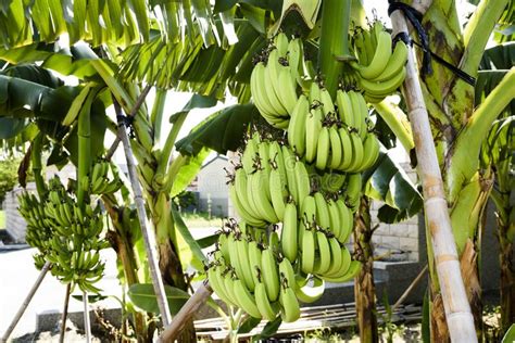 The Ripe Bananas Soon To Be Harvest In The Field Stock Photo Image Of