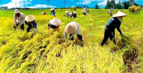 We did not find results for: Peluang Usaha di Bidang Pertanian Peternakan Terbaru