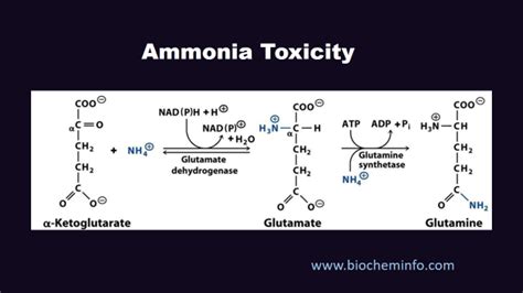 Ammonia Toxicity Online Biochemistry Notes
