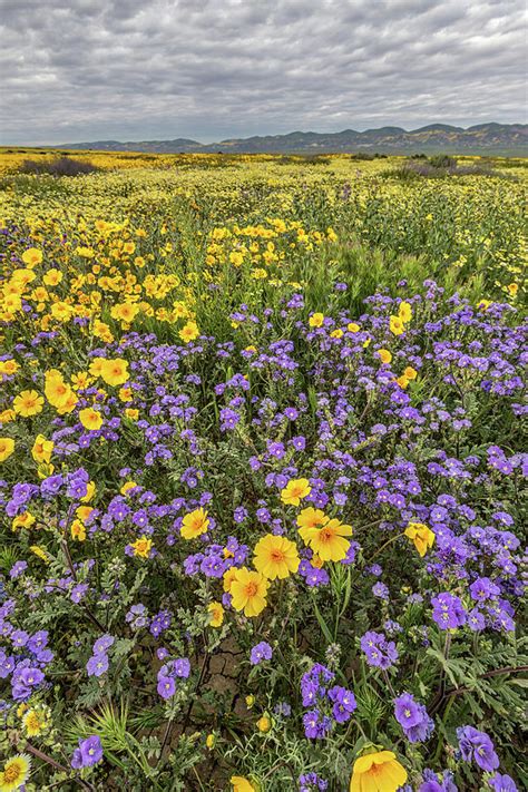 Wildflower Super Bloom Photograph By Peter Tellone Fine Art America
