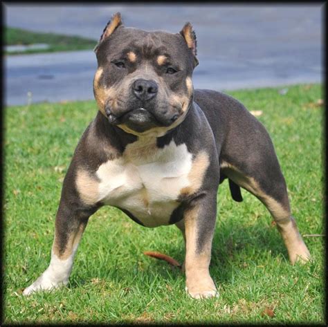 Find american bully ads in our dogs & puppies category. Pocket Bully Tri Color 1804 | ENEWS