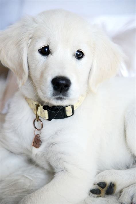 Rio The Golden Retriever Cute Dogs Dogs White Golden Retriever Puppy