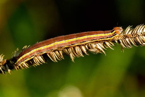 Striped Garden Caterpillar Moth Caterpillars Of Ontario · Inaturalist
