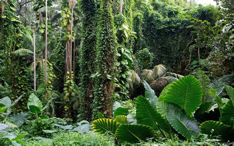 Beautiful Tropical Rain Forest Hd Landscape Hd Wallpapers Desktop