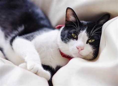 Tuxedo Cats Facts Lifespan And Intelligence All About Cats 2022