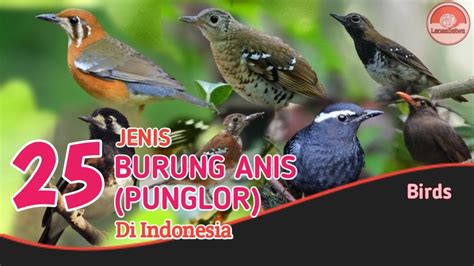 25 Jenis Burung Anis Burung Punglor Di Indonesia Youtube