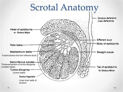 Scrotal Anatomy Ultrasound