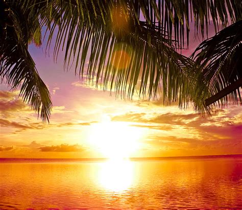Online Crop Hd Wallpaper Green Coconut Tree Sea Beach The Sun