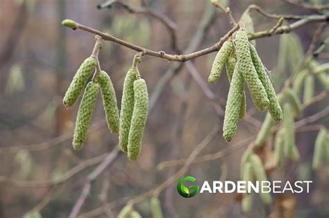 American Hazelnut Guide How To Grow Care For Corylus Americana In