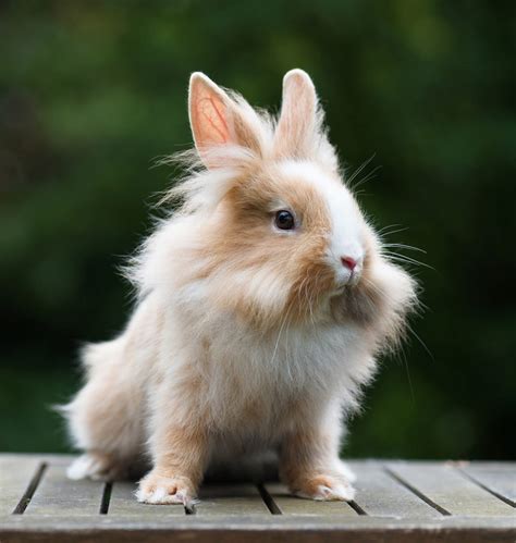 Dwarf Rabbits Fully Grown