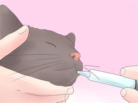 Always talk to your veterinarian if you have a concern about your pet's symptoms or health. 3 Ways to Give a Cat Medicine - wikiHow