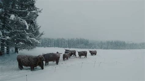 A Herd Of Cattle Standing On Top Of A Snow Covered Field Next To A Forest