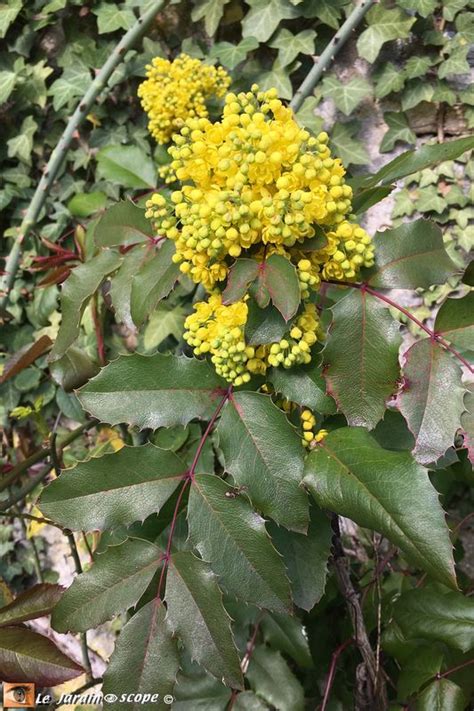 Le Mahonia Aquifolium Un Arbuste Toutes Saisons Le Jardinoscope