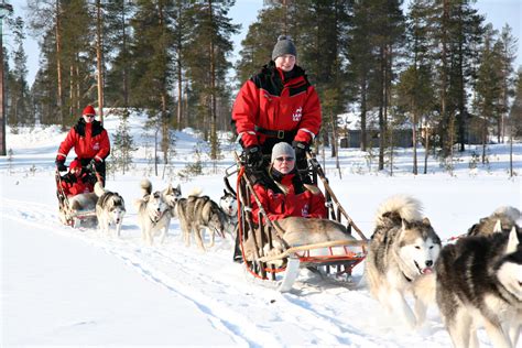 Dog Sledding Rovaniemi Nordic Experience