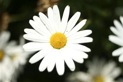 Filebig White Flower Detailed Photo Wikimedia Commons