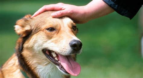 How To Pet A Dog Where Do Dogs Like To Be Pet